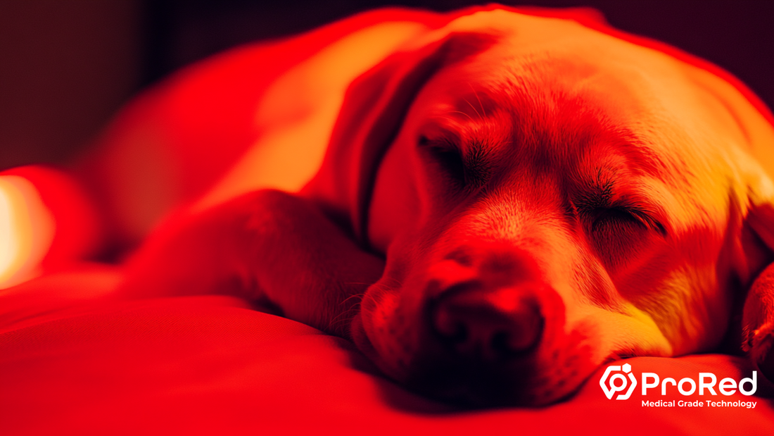 Red Light Therapy for Pet Health: Extending the Benefits of Red Light Therapy to Our Furry Friends
