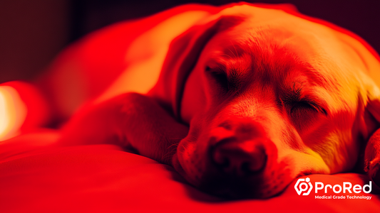 Red Light Therapy for Pet Health: Extending the Benefits of Red Light Therapy to Our Furry Friends